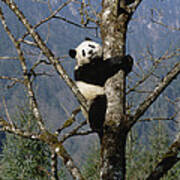 Giant Panda In Tree Wolong Nature Art Print