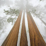 Giant Sequoias In The Fog Art Print