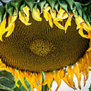 Giant Sun Flower Art Print