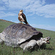 Giant Tortoise And Galapagos Hawk Art Print