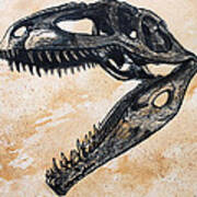 Giganotosaurus Skull Art Print