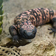 Gila Monster Art Print