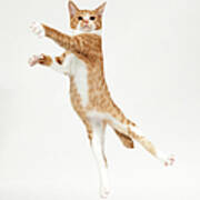 Ginger Kitten Jumping Like Dancer Art Print