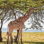 Giraffe Browsing Art Print