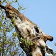 Giraffe Feeding Art Print