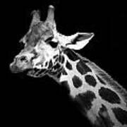Portrait Of Giraffe In Black And White Art Print