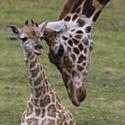 Giraffe Mother Nuzzling Calf Art Print