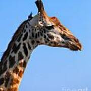 Giraffe Portrait Close-up. Safari In Serengeti. Tanzania Art Print