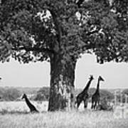 Giraffes And Baobab Tree Art Print