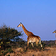 Giraffes  Giraffa Camelopardalis  On Art Print