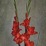 Gladiolus I Art Print