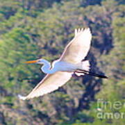 Gliding Egret Art Print