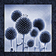 Globe Thistles Art Print