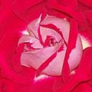 Glorious Red Rose Art Print