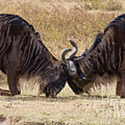 Gnu Challenge Ritual Art Print