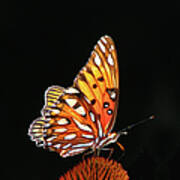 Golden Butterfly Against Black Art Print