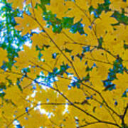 Golden Leaves Of Autumn Art Print