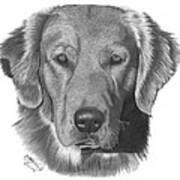 Golden Retriever - 026 Art Print