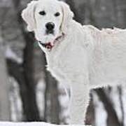 Golden Retriever In The Snow Art Print