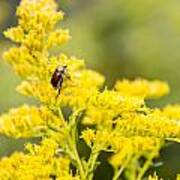 Golden Rod And Beetle Art Print