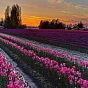 Skagit Tulips Golden Sunset Layers Art Print