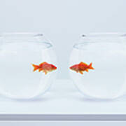 Goldfish In Separate Fishbowls Looking Art Print