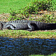 Golf Course Gator Art Print