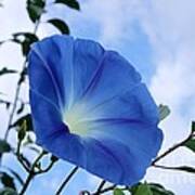 Good Morning Glory Art Print