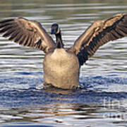 Gooseflapping 3 Art Print