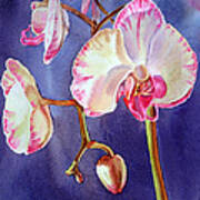 Gorgeous Orchid Art Print