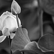 Graceful Lotus. Balck And White. Pamplemousses Botanical Garden. Mauritius Art Print