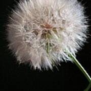 Grand Mountain Dandelion Art Print