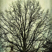 Grand Old Tree Art Print