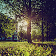 Grass And Trees In Sunlight Art Print