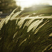 Grass In Golden Light Art Print