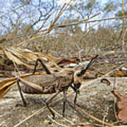 Grasshopper In Woodland Gorongosa Art Print