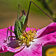 Grasshopper On A Rsoe Bloom Art Print