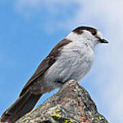 Gray Jay With Blue Sky Background Art Print