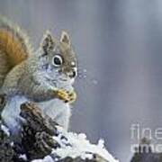 Gray Squirrel In Winter Art Print