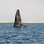 Gray Whale Spy-hopping Baja California Art Print