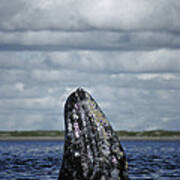 Gray Whale Spy-hopping Baja California Art Print