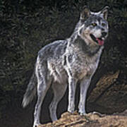 Gray Wolf On Hillside Endangered Species Wildlife Rescue Art Print