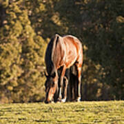 Grazing Horse At Sunset Print by Michelle Wrighton