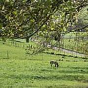 Grazing Under The Oak Tree Art Print