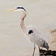 Great Blue Heron Along The Tennessee River Art Print