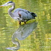 Great Blue Heron And Its Reflection Art Print