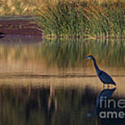 Great Blue Heron At Horseshoe Lake Art Print