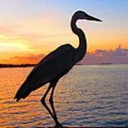 Great Blue Heron At Sunset Art Print