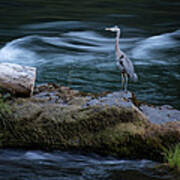 Great Blue Heron Art Print