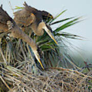 Great Blue Heron Chicks In Nest Looking Art Print